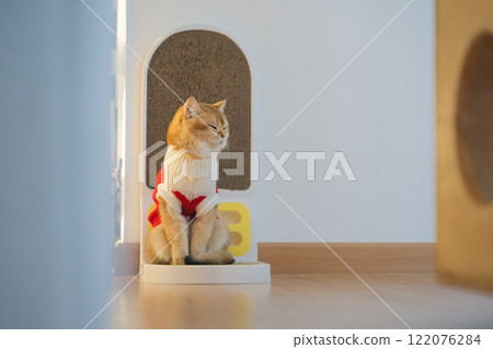 pet care concept with british cat wear cloth and play with owner in living room 122076284