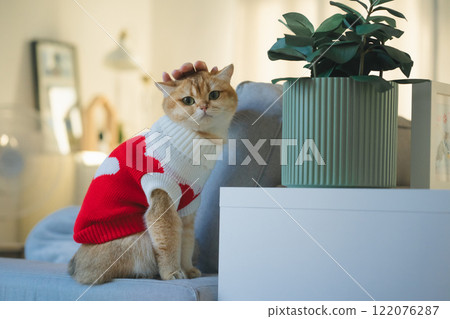 pet care concept with british cat wear cloth and play with owner in living room 122076287
