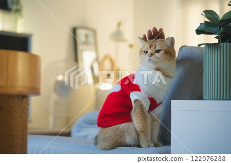 pet care concept with british cat wear cloth and play with owner in living room 122076288