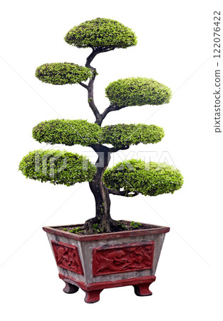 Bonsai tree isolated over white Bonsai tree isolated over white 122076422