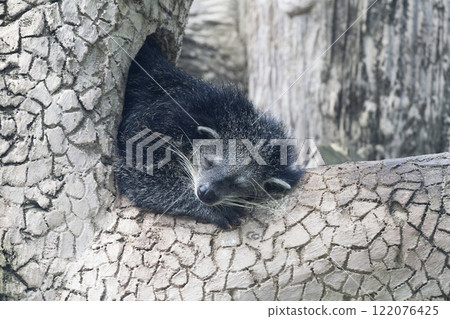 Sleeping binturong on a tree Sleeping binturong on a tree 122076425