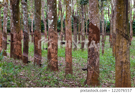 Production of caoutchouc 122076557