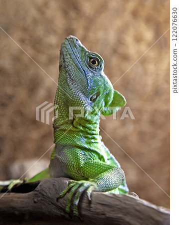 Green or plumed basilisk close up Green or plumed basilisk close up 122076630