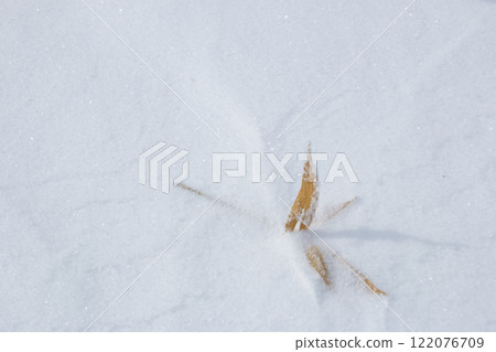 Bamboo leaves remaining in the snow 122076709