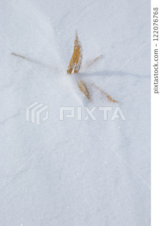 埋在雪中的黃色竹葉 埋在雪中的黃色竹葉 122076768