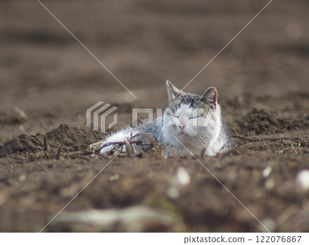 Cat lying in the field 122076867