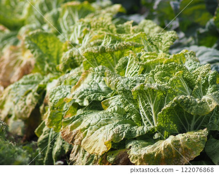 Chinese cabbage growing in the field 122076868