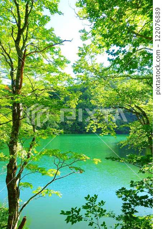 多科沼澤藏王鮮綠 多科沼澤藏王鮮綠 122076889