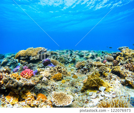 沖繩阿嘉島西濱海灘珊瑚礁的水下攝影 沖繩阿嘉島西濱海灘珊瑚礁的水下攝影 122076973