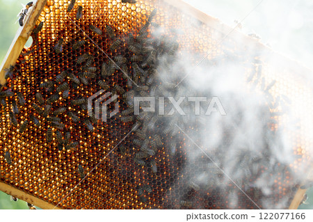 Exploring the Art of Beekeeping and the Process of Honeycomb Extraction in Detail 122077166