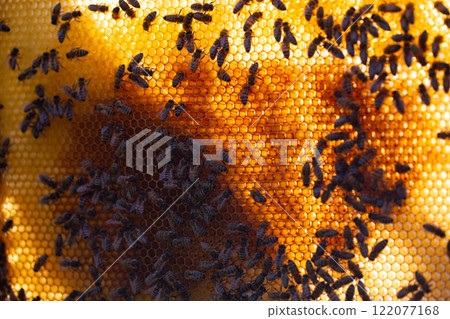 Closeup of honeycomb infested with small insects, highlighting intricate details 122077168