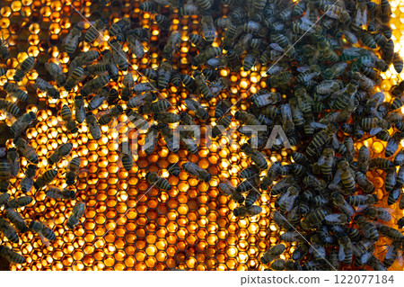 A closeup view of a honeycomb showcasing bees interacting with one another in detail A closeup view of a honeycomb showcasing bees interacting with one another in detail 122077184