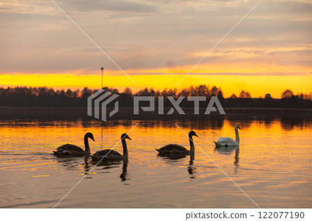 A Serene and Beautiful Sunset with Graceful Swans Gliding on Tranquil Waters of a Lake 122077190