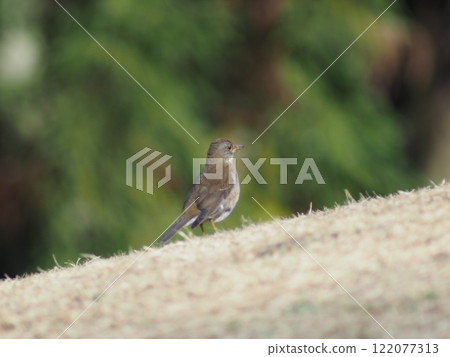 Shirohara got down to the ground 122077313