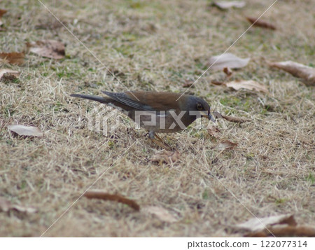 Shirohara got down to the ground Shirohara got down to the ground 122077314