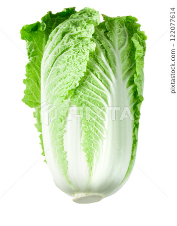 Chinese cabbage isolated 122077614