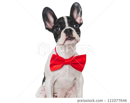 Cute puppy and bright bow tie. Close-up, indoors Cute puppy and bright bow tie. Close-up, indoors 122077646