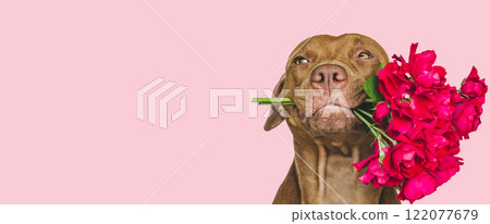 Lovable, pretty brown puppy and bright flowers Lovable, pretty brown puppy and bright flowers 122077679