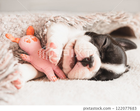 Cute puppy lying on the bed. Close-up 122077683