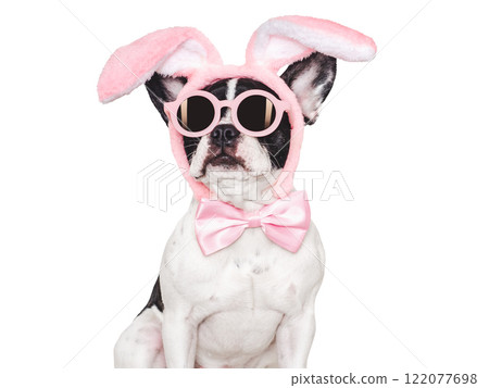 Lovable, pretty puppy and bunny ears. Close-up 122077698