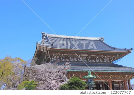 愛知縣名古屋市東別院本堂及櫻花風景 愛知縣名古屋市東別院本堂及櫻花風景 122077707