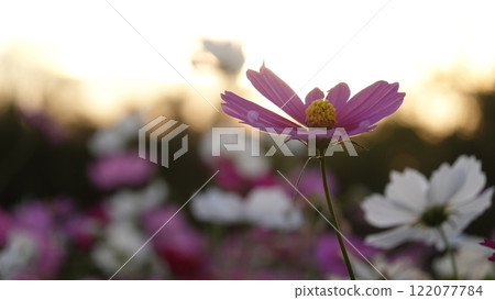 夕陽西下、波斯菊盛開的公園 122077784