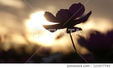 夕陽西下、波斯菊盛開的公園 122077785