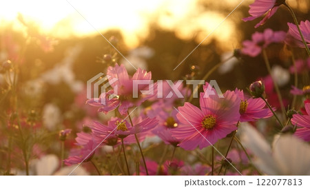 Sunset and cosmos blooming park 122077813