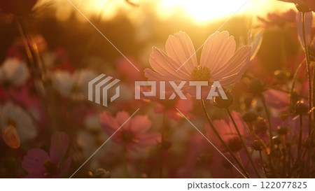 Sunset and cosmos blooming park 122077825