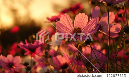 Sunset and cosmos blooming park Sunset and cosmos blooming park 122077835