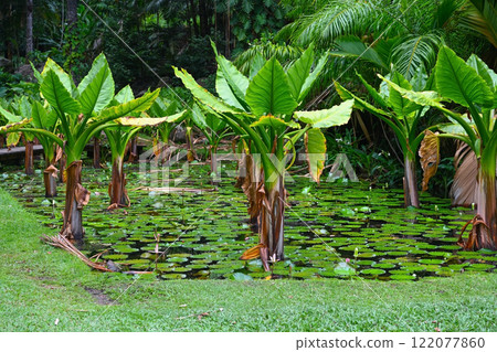 Botanical Garden in Victoria, Seychelles Botanical Garden in Victoria, Seychelles 122077860