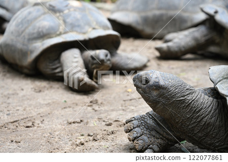 Cute giant Seychelles Tortoise in its natural habitat Cute giant Seychelles Tortoise in its natural habitat 122077861