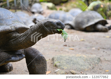 Magnificent giant turtle eats a green leaf Magnificent giant turtle eats a green leaf 122077862