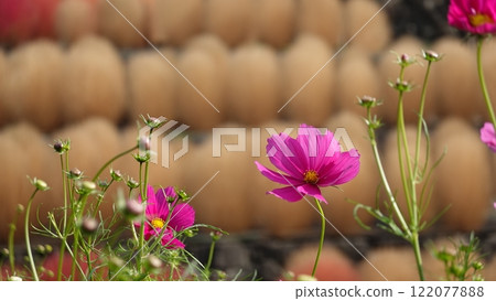 A park where cosmos bloom 122077888