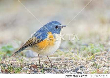 藍尾鶲在山路上張開翅膀 122077984