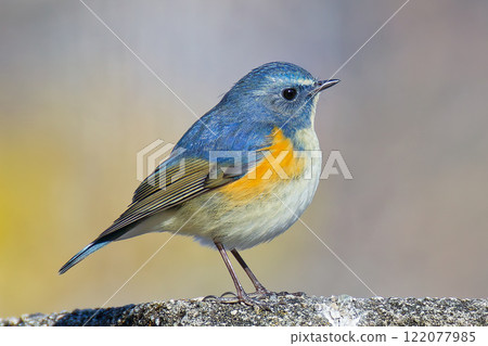 A Blue-and-White Flycatcher puffing up its feathers on a rock on a mountain path 122077985