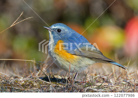 A Blue-and-White Flycatcher puffing up its feathers on a mountain path 122077986