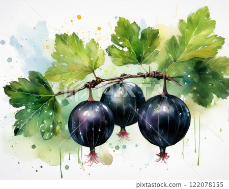 Sweet black gooseberry with green leaves 122078155