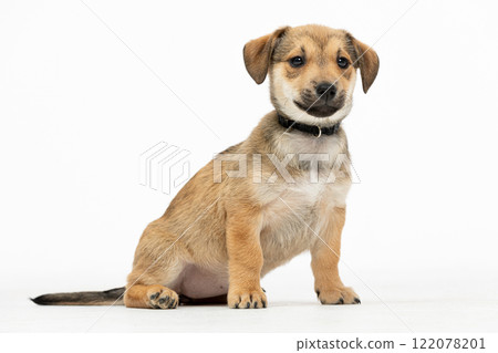An Adorable Puppy Sitting with a Playful and Joyful Expression That Captivates All 122078201