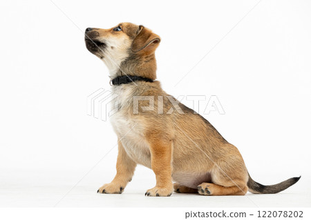An adorable puppy is sitting in profile, showcasing its curiosity and charm perfectly 122078202