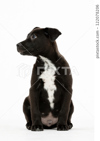 An adorable little black puppy with a charming white patch is sitting gracefully and attractively An adorable little black puppy with a charming white patch is sitting gracefully and attractively 122078206