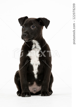 An adorable black puppy with a charming white patch of fur on its chest is sitting quietly An adorable black puppy with a charming white patch of fur on its chest is sitting quietly 122078209
