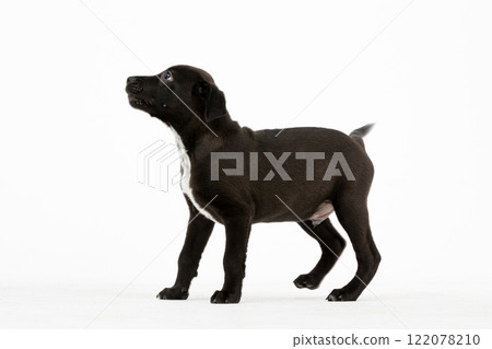 An Adorable Black Puppy Standing on a Clean White Background, Ready for Adoption and Fun 122078210