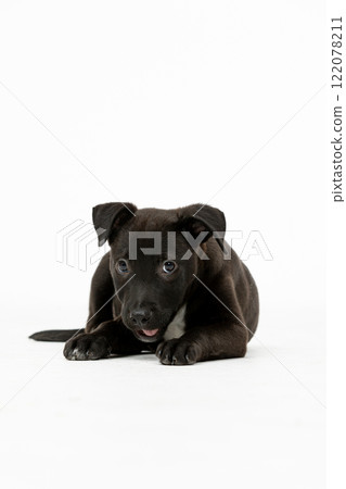 An Adorable Black Puppy Joyfully Playing on a White Background in Delightful Moments An Adorable Black Puppy Joyfully Playing on a White Background in Delightful Moments 122078211
