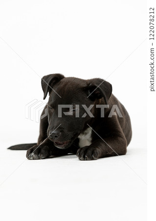An Adorable Black Puppy is Comfortably Resting on a Clean White Background Surface with Ease An Adorable Black Puppy is Comfortably Resting on a Clean White Background Surface with Ease 122078212