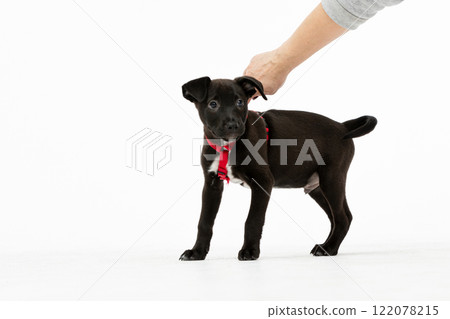 An adorable and playful black puppy wearing a bright red harness enjoys his fun explorations An adorable and playful black puppy wearing a bright red harness enjoys his fun explorations 122078215