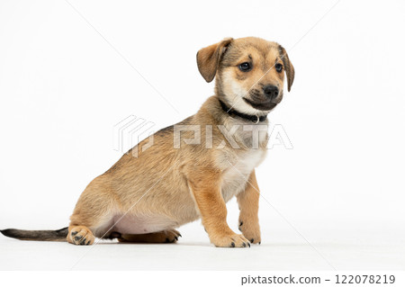 Adorable Portrait of a Cute Puppy Set Against a Pure White Background for Photography Adorable Portrait of a Cute Puppy Set Against a Pure White Background for Photography 122078219