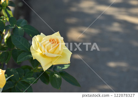 黃色秋天玫瑰 122078327