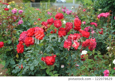 Arao City Ominous Citizen Flower Bed Rose Flower, 122078629