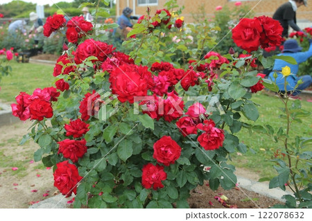 荒尾市少女公民花壇玫瑰花， 122078632